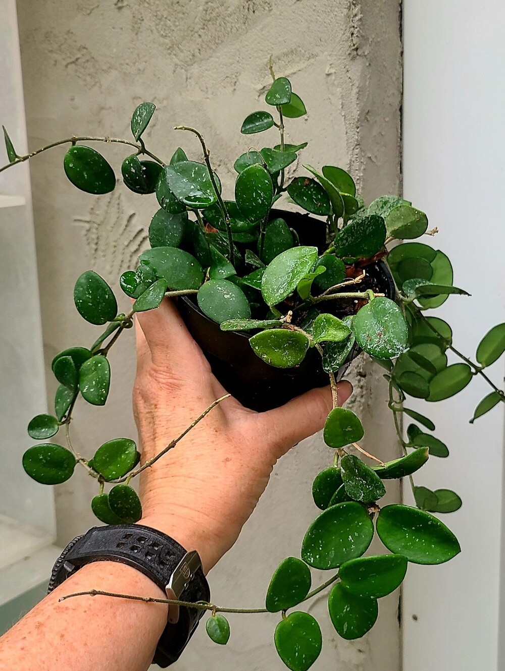 Hoya Mathilde Splash